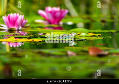 A photograph of a frog resting on a lilypad. Stock Photo