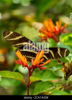 Close-up of Heliconius charithonia, the zebra longwing or zebra heliconian butterfly on a orangeflower Stock Photo