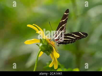 Close-up of Heliconius charithonia, the zebra longwing or zebra heliconian butterfly on a yellow flower Stock Photo