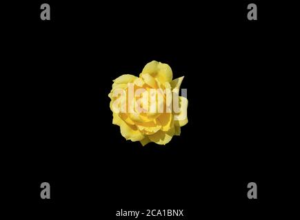 Yellow rose isolated on black background. Stock Photo