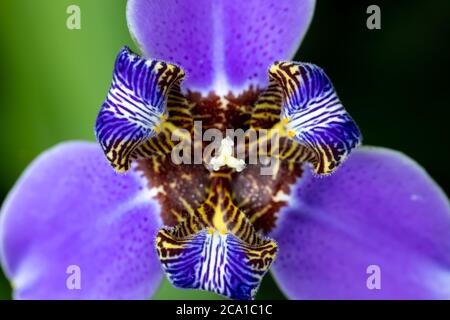 Close-up of bright and colorful neomarica gracilis, known as walking iris, flower in selective focus Stock Photo