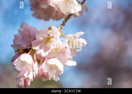 Close-up of Japanese cherry blossoms in springtime blooming on branch in selective focus with blurred blue sky and more blossoms in background Stock Photo
