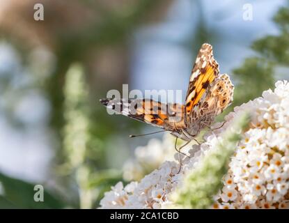 A Painted Lady butterfly, Vanessa cardui, feeding on a white Buzz Buddleja flower. Stock Photo
