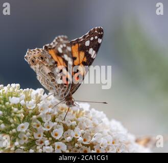 A Painted Lady butterfly, Vanessa cardui, drinking nectar from a white Buzz Buddleja panicle of flowers