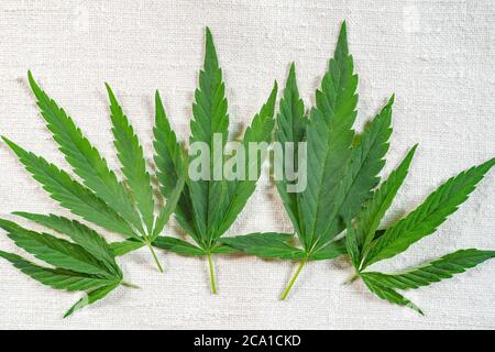 Cannabis leaves on an old homespun hemp cloth Stock Photo
