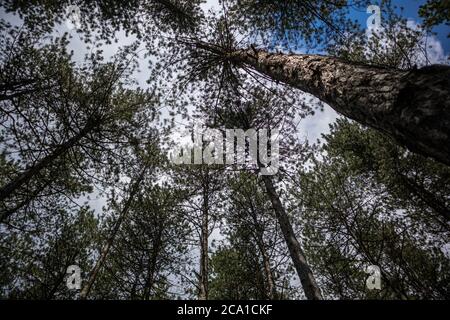 Bottom view of tall pine trees in the evergreen forest of Zlatibor nature reserve, Serbia. Blue sky in the background Stock Photo