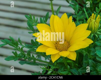 Gazania linearis  treasure flower close up view Stock Photo