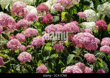 Hydrangea arborescens 'Pink Annabelle' Hydrangeas Annabelle garden flowers Hydrangea Annabelle, Smooth Hydrangea Stock Photo