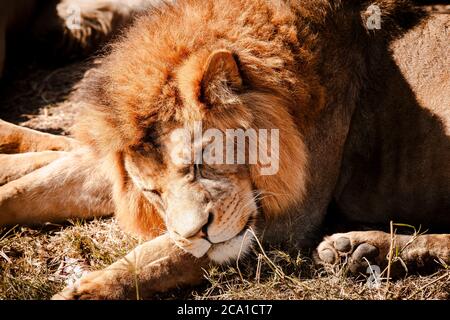 A male Lion sleeping in the sunshine Stock Photo