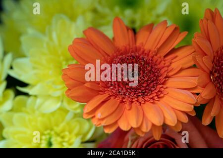 Orange Gerbera jamesonii flower Stock Photo