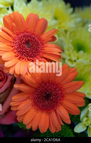 Orange Gerbera jamesonii flower Stock Photo