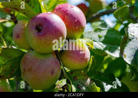 Old Somerset Russet apples on a tree in an orchard, England, UK Stock Photo
