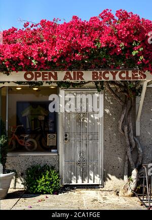 A beautiful explosion of red bougainvillea plant growing over the entrance doorway to Open Air Bicycles, a neighborhood shop in Santa Barbara, CA, USA Stock Photo