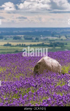 Lavender fields near the village of Tarcal, Hungary Stock Photo