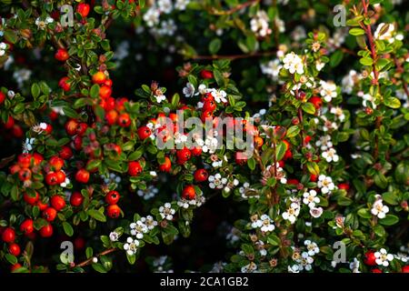 Irga diesel plant, beautiful red fruit and white tiny flowers. View from above. Stock Photo