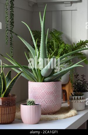 aloe vera plant in pink ceramic pot in white interior room with other potted plants Stock Photo