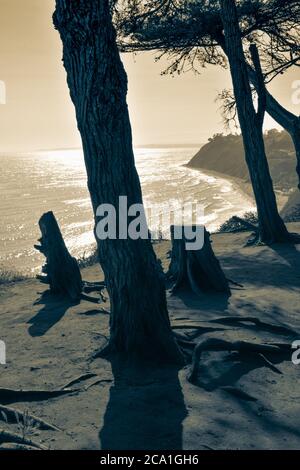 Dramatic Sun flaring view of the Pacific Ocean from the Douglas  Preserve coastal bluffs with trees and stumps in split tone,Santa Barbara, CA Stock Photo