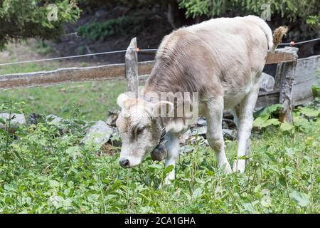 young gray cow in the swiss alps Stock Photo