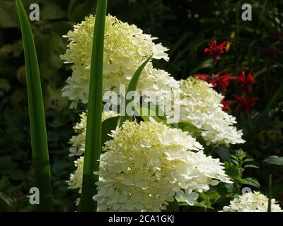 Hydrangea paniculata Phantom.  Flower in the garden outdoors. Stock Photo