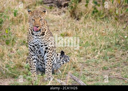 African leopard, Panthera pardus pardus, Masai Mara, Kenya, Africa Stock Photo