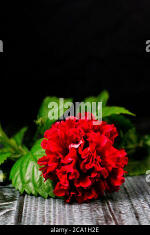 Beautiful blooming red hibiscus flower on black background Stock Photo