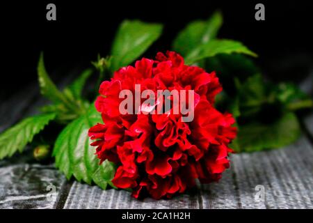 Beautiful blooming red hibiscus flower on black background Stock Photo