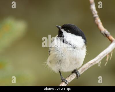 A black-capped chickadee, Poecile atricapillus, perching on a branch in a forest in central Alberta Canada during winter. Stock Photo