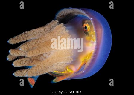 Jack or trevally, Family Carangidae, juvenile, hiding in Jellyfish, Thysanostoma thysanura, for protection, Anilao, Philippines, Pacific Ocean Stock Photo