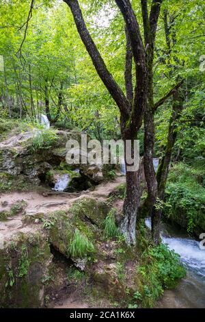 Mountain stream with blue water flowing through green forest and glade on natural park Zlatibor, Serbia on a sunny summer day Stock Photo