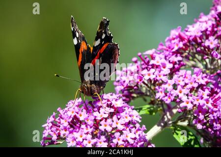 Red admiral butterfly on flower Buddleja Stock Photo