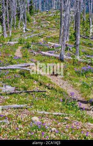 Beautiful Skyline Trail meanders through colourful, blooming wildflowers.  Manning Park, BC in July. Stock Photo