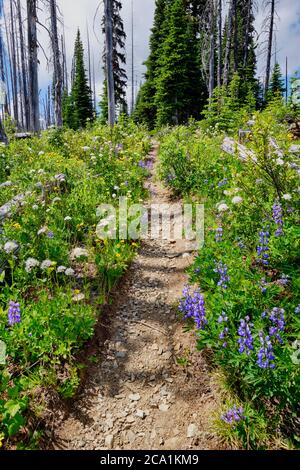 Trail leads through masses of yellow, blue and white wildflowers on the Skyline Trail, Manning Park, BC Stock Photo