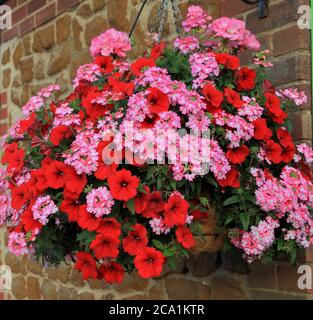 Hanging basket, red and pink combination, petunias, carstone wall Stock Photo