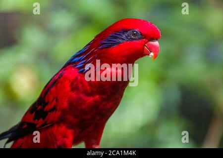 The blue-streaked lory (Eos reticulata) is a medium-sized parrot (31 cm), which is found on the Tanimbar Islands and Babar in the southern Moluccas. Stock Photo