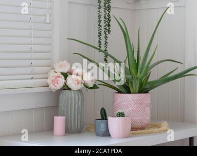 aloe vera plant in pink pot with peony flowers candle and cactus plants Stock Photo