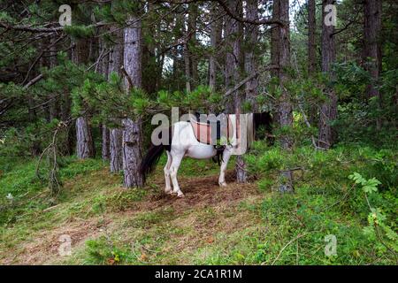 A saddled horse grazes the grass in the pine forest on a sunny summer day. Domestic animal eat in nature Stock Photo