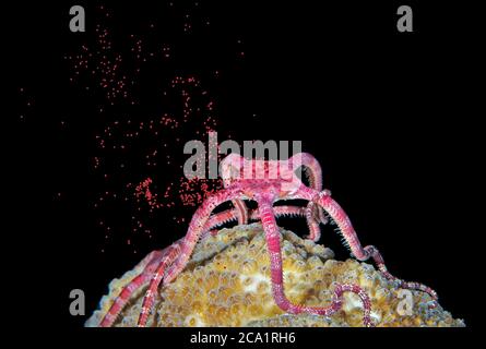 Ruby Brittle Star, Ophioderma rubicunda, releasing its eggs during spawning at night, Bonaire, ABC Islands, Caribbean Netherlands, Caribbean Sea, Atla