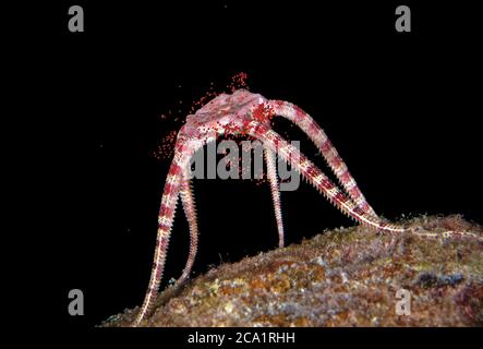 Ruby Brittle Star, Ophioderma rubicunda, releasing its eggs during spawning at night, Bonaire, ABC Islands, Caribbean Netherlands, Caribbean Sea, Atla