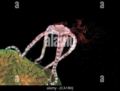 ruby brittle star, Ophioderma rubicundum, releasing eggs during spawning, Bonaire, ABC Islands, Caribbean Netherlands, Caribbean Sea, Atlantic Ocean