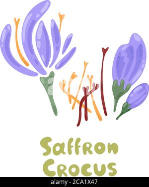 Crocus. Culinary herbs. Saffron flower isolated on white background. Dried spice saffron threads. Template for banner, poster, icon, packaging design Stock Vector