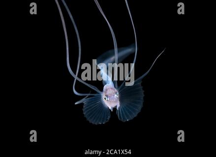 bathypelagic species of cusk-eel, bony-eared assfish, Acanthonus armatus, larva, making an appearance in 50 feet during a blackwater drift dive in wat Stock Photo