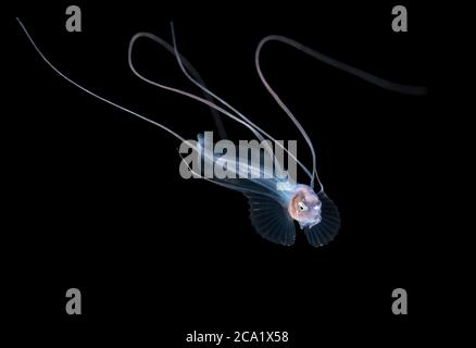 bathypelagic species of cusk-eel, bony-eared assfish, Acanthonus armatus, larva, making an appearance in 50 feet during a blackwater drift dive in wat Stock Photo
