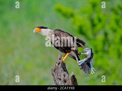 Northern Mockingbird, Mimus polyglottos, fiercely fending off Northern Crested Caracara, Caracara cheriway, from its nearby nest, Texas, USA Stock Photo