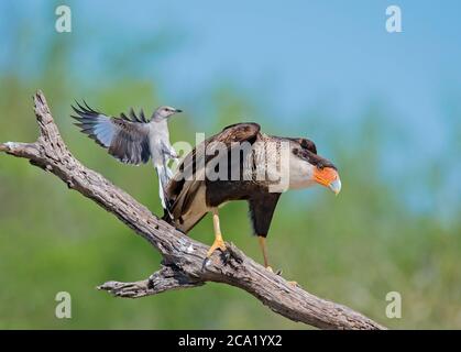 Northern Mockingbird, Mimus polyglottos, fiercely fending off Northern Crested Caracara, Caracara cheriway, from its nearby nest, Texas, USA Stock Photo