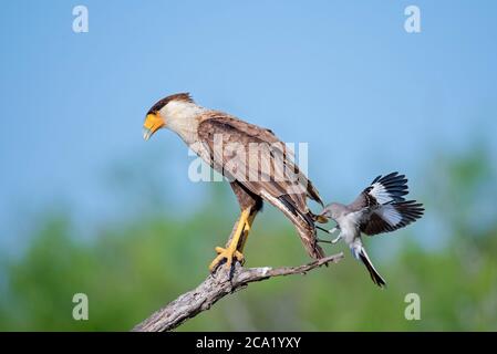 Northern Mockingbird, Mimus polyglottos, fiercely fending off Northern Crested Caracara, Caracara cheriway, from its nearby nest, Texas, USA Stock Photo