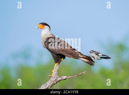 Northern Mockingbird, Mimus polyglottos, fiercely fending off Northern Crested Caracara, Caracara cheriway, from its nearby nest, Texas, USA Stock Photo