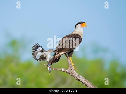 Northern Mockingbird, Mimus polyglottos, fiercely fending off Northern Crested Caracara, Caracara cheriway, from its nearby nest, Texas, USA Stock Photo