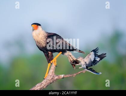 Northern Mockingbird, Mimus polyglottos, fiercely fending off Northern Crested Caracara, Caracara cheriway, from its nearby nest, Texas, USA Stock Photo
