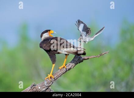 Northern Mockingbird, Mimus polyglottos, fiercely fending off Northern Crested Caracara, Caracara cheriway, from its nearby nest, Texas, USA Stock Photo