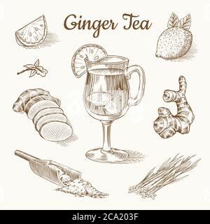 Ginger tea poster. Chopped rhizome or root, Fresh plant, Bag and tea in glass cup. Vector Engraved hand drawn sketch. Pieces of ingredient set. Detox Stock Vector